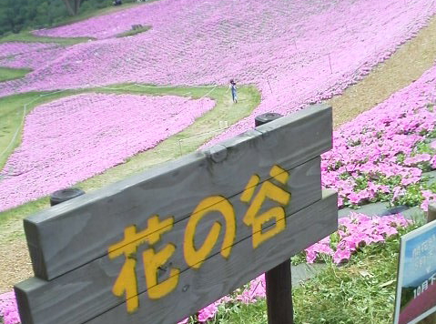 花の谷から見るピンクの絨毯