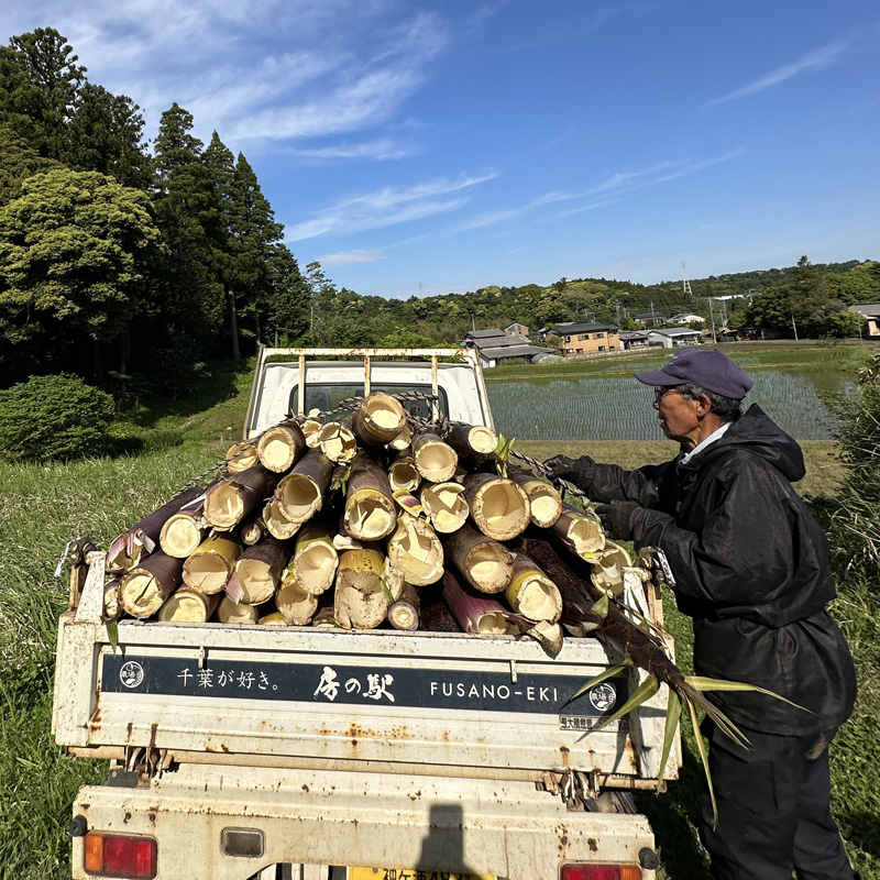 竹林整備