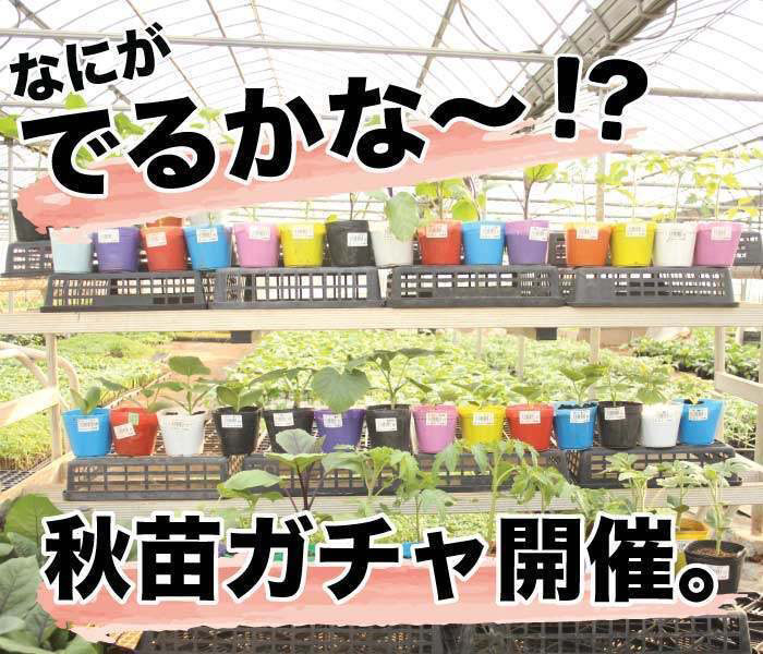 秋苗ガチャ